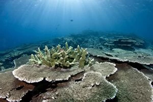 Images Dated 1st January 2010: Table Coral Garden - Panettone - South Ari Atoll - Maldives