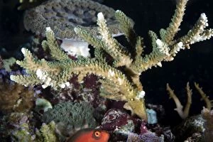 Acropora Gallery: Table / Elkhorn / Staghorn Coral photographed in aquarium