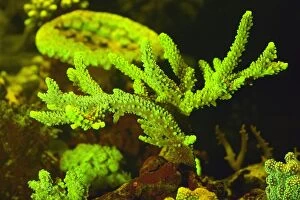 Bioluminescence Gallery: Table / Elkhorn / Staghorn Coral showing fluorescent