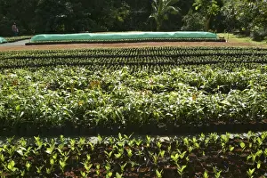 Tacamaca & Manguier Plantation - forestry commission (DAF) Mayotte Island Indian Ocean
