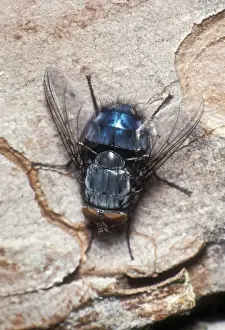 Tachinid Fly UK. Fam:Tachinidae