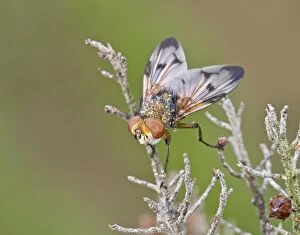 Flies Gallery: Tachinidae Fly