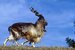 Images Dated 18th August 2009: Tadjik Markhor - male running
