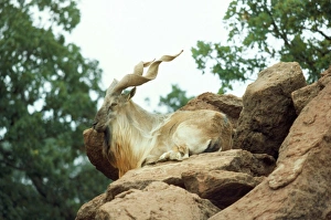Images Dated 19th August 2009: Tadjik Markhor - resting