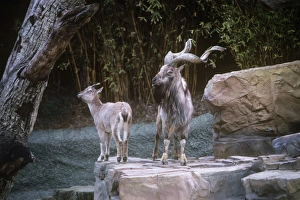 Images Dated 18th August 2009: Tadjik Markhors - female & male