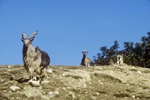 Tadjik Markhors - male in foreground & females in background