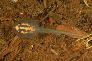 Images Dated 12th September 2007: Tadpole - (Reticulated Poison Dart Frog) - Allpahuayo Mishana National Reserve - Iquitos - Peru