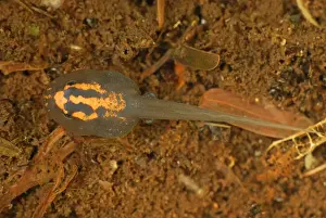 Tadpoles Prints: Tadpole - (Reticulated Poison Dart Frog) - Allpahuayo Mishana National Reserve - Iquitos - Peru