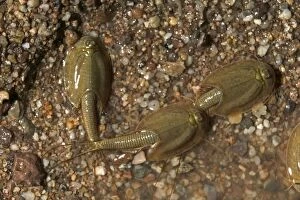 Images Dated 16th August 2005: Tadpole Shrimp - (Probably)Triops sp. May live for years in dry soil as eggs-eggs hatch