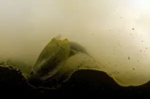 Excavating Prints: Tadpole Shrimp - specimen excavating the mud in the bottom of a temporary pool - Italy
