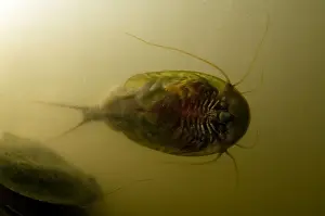 Excavating Prints: Tadpole Shrimp - ventral view - living fossil is oldest living animal species known - Italy