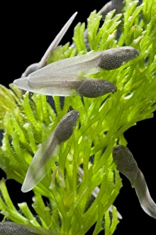 Images Dated 14th April 2007: Tadpoles – common frog – 4 weeks old – 1 x at 35mm – black background Bedfordshire UK 003848