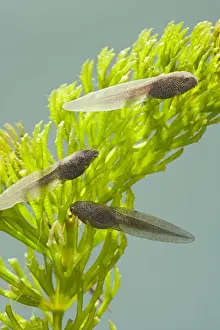 Tadpoles – common frog – 4 weeks old – 1 x at 35mm – green background Bedfordshire UK 003857
