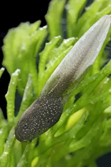 Tadpoles – common frog – 4 weeks old – 2 x at 35mm Bedfordshire UK 003915h