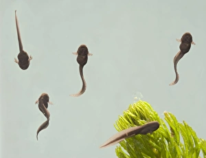 Images Dated 27th March 2007: Tadpoles – common frog – 9 days old – 1 x at 35mm – green background Bedfordshire UK 003721