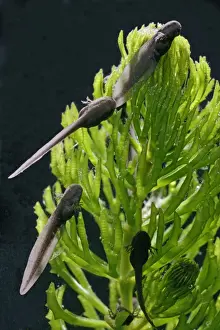 Hatchling Prints: Tadpoles – common frog – 9 days old – 1 x at 35mm – black background Bedfordshire UK 003646