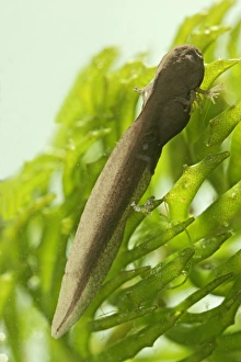 Images Dated 27th March 2007: Tadpoles – common frog – 9 days old – 2 x at 35mm – green background Bedfordshire UK 003751h