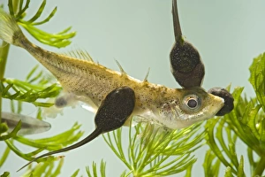 Images Dated 29th April 2007: Tadpoles – common frog – feeding on stickleback – 1x – green background Bedfordshire UK 003968