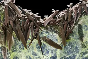 Hatchling Prints: Tadpoles – emerging - common frog – 1 x at 35mm – black background Bedfordshire UK 003587