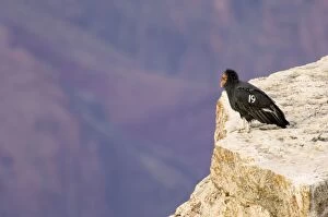 Tagged California Condor - Perched on rocky cliff
