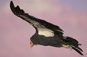 Images Dated 16th October 2005: Tagged California Condor - Soaring. Western U.S.A. _PTL5311