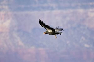 Images Dated 16th October 2005: Tagged California Condor - Soaring. Western U.S.A. _PTL5302