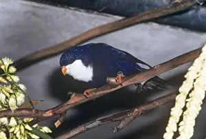 Tahitian Blue Lory