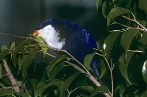 Tahitian Blue Lory - Pecks Leaf