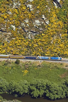 Taieri Gorge Train and gorse in flower near