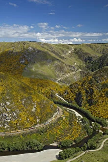 Images Dated 3rd July 2014: Taieri Gorge Train, gorse in flower, Taieri