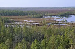 Taiga Prints: Taiga-forest and marshes near river Taz