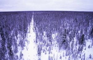Taiga forest in winter - Old oil search cutting in snow-covered taiga-forest near river Taiga forest in winter - Old oil search cutting in snow-covered taiga-forest near river
