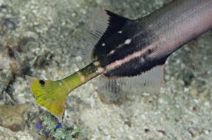 Actinopterygii Gallery: Tail of Chinese Trumpetfish - Sampiri 2 dive