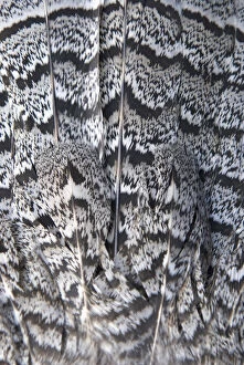 Grouse Gallery: Tail feathers of a ruffed grouse, Bonasa