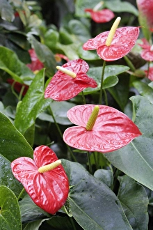 Images Dated 27th July 2007: Tail Flower - plant in full flower, Emmen, Holland