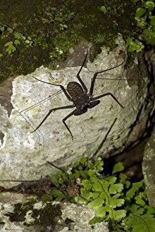 Images Dated 5th August 2011: Tail-less whip scorpion - Amblypygid - tropical dry forest - Santa Rosa national park - Costa Rica