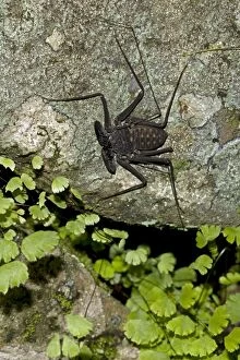 Images Dated 5th August 2011: Tail-less whip scorpion - Amblypygid - tropical dry forest - Santa Rosa national park - Costa Rica