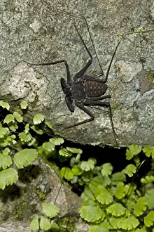 Tail-less whip scorpion - Amblypygid - tropical dry forest - Santa Rosa national park - Costa Rica