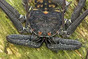 Tail-less whip scorpion - Amblypygid - tropical dry forest - Santa Rosa national park - Costa Rica