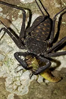 Hunt Prints: Tail-less Whip Scorpion - feeding on grasshopper - Amblypygid - Santa Rosa National Park - Costa Rica