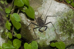 Images Dated 5th August 2011: Tail-less whip scorpiona - Amblypygid - tropical dry forest - Santa Rosa national park - Costa Ric
