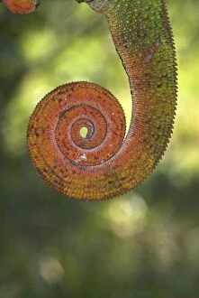 Tail of Panther Chameleon