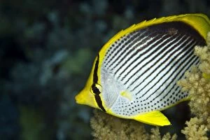 Images Dated 9th July 2011: Tail-spot Butterflyfish