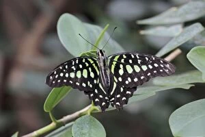 Tailed Jay / Green-spotted Triangle Butterfly - resting on leaf