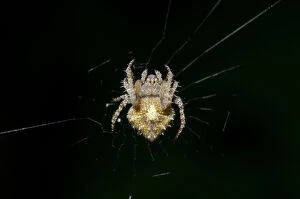 Tailed Orb-weaver Spider - Klungkung, Bali, Indonesia Date: 22-Jul-20