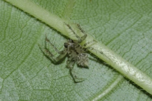 Images Dated 18th May 2020: Tailed Orb-weaver Spider - on leaf - Klungkung, Bali, Indonesia Date: 05-Nov-04