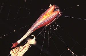 Images Dated 6th July 2006: Tailed or Scorpiontailed spider - female with juvenile colouring. Harmless