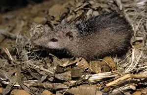 Tenrecs Prints: Tailless Tenrec - Madagascar