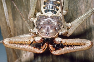 Images Dated 16th November 2006: Tailless Whip Scorpion Mexico Fam: Amblypygi