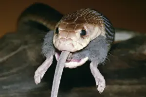 Death Prints: Taipan Snake Eating a Mouse Australia